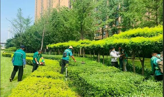 广州草坪养护园林养护